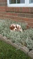 Bridgit, a female Cavapoo for sale in Sugarcreek, OH – 3 of 9