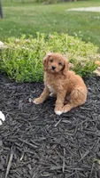 Brianna , a female Cavapoo for sale in Sugarcreek, OH – 2 of 8