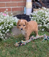 Pepper , a male Cavapoo for sale in Sugarcreek, OH – 4 of 6