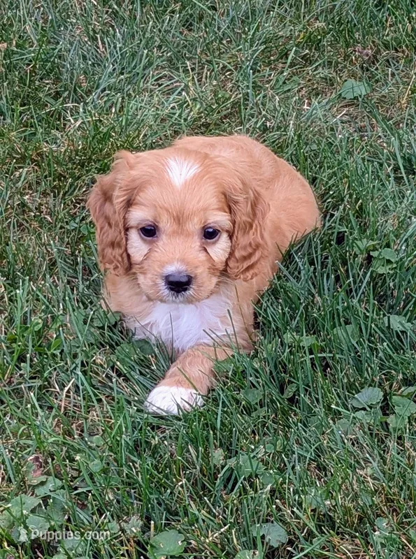Pepper  – Cavapoo puppy for sale in Sugarcreek, OH