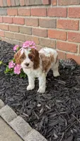 Bridgit, a female Cavapoo for sale in Sugarcreek, OH – 5 of 9