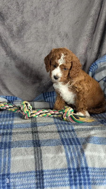 Arlo – Cavapoo puppy for sale in Sugarcreek, OH