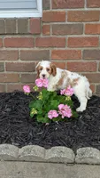 Bo, a male Cavapoo for sale in Sugarcreek, OH – 2 of 8