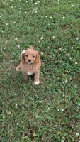 Brianna , a female Cavapoo for sale in Sugarcreek, OH – 6 of 8