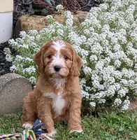 Charlie , a male Cavapoo for sale in Sugarcreek, OH – 3 of 6