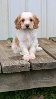 Cocoa, a female Cavapoo for sale in Sugarcreek, OH – 4 of 4