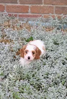 Cooper , a male Cavapoo for sale in Sugarcreek, OH – 2 of 6