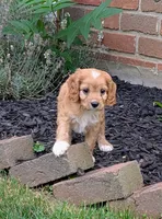 Pepper , a male Cavapoo for sale in Sugarcreek, OH – 6 of 6