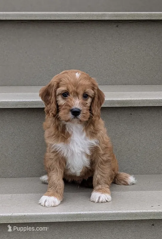 Cody  – Cavapoo puppy for sale in Sugarcreek, OH
