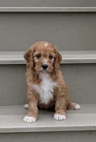 Cody , a male Cavapoo for sale in Sugarcreek, OH – 1 of 6