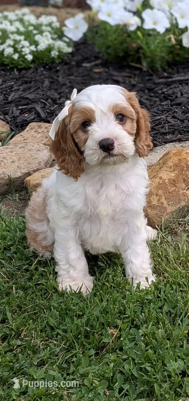 Bo – Cavapoo puppy on hold in Sugarcreek, OH