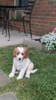 Benji, a male Cavapoo for sale in Sugarcreek, OH – 2 of 8