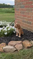 Charlie , a male Cavapoo for sale in Sugarcreek, OH – 6 of 6