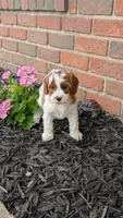 Bridgit, a female Cavapoo for sale in Sugarcreek, OH – 4 of 9