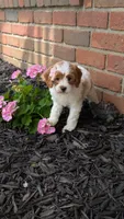 Bella , a female Cavapoo for sale in Sugarcreek, OH – 3 of 8