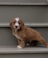 Charlie , a male Cavapoo for sale in Sugarcreek, OH – 2 of 6