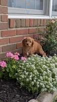 Brianna , a female Cavapoo for sale in Sugarcreek, OH – 5 of 8