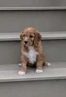 Cody , a male Cavapoo for sale in Sugarcreek, OH – 3 of 6
