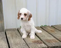 Chloe , a female Cavapoo for sale in Sugarcreek, OH – 2 of 6