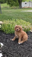 Brianna , a female Cavapoo for sale in Sugarcreek, OH – 4 of 8