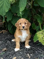 Cody , a male Cavapoo for sale in Sugarcreek, OH – 2 of 6