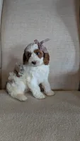 Bobby , a male Cavapoo for sale in Sugarcreek, OH – 3 of 8
