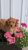 Brooklyn , a female Cavapoo for sale in Sugarcreek, OH – 2 of 8