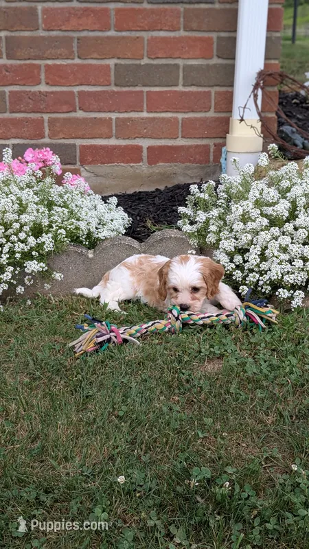 Cocoa – Cavapoo puppy for sale in Sugarcreek, OH