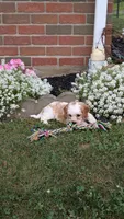 Cocoa, a female Cavapoo for sale in Sugarcreek, OH – 1 of 4