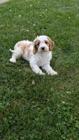 Bo, a male Cavapoo for sale in Sugarcreek, OH – 3 of 8