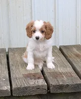 Prince , a male Cavapoo for sale in Sugarcreek, OH – 5 of 6