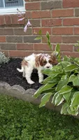 Bridgit, a female Cavapoo for sale in Sugarcreek, OH – 7 of 9