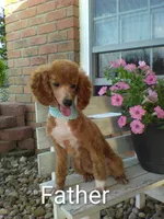 Bridgit, a female Cavapoo for sale in Sugarcreek, OH – 8 of 9