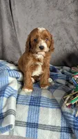 Lily, a female Cavapoo for sale in Sugarcreek, OH – Photo 1 of 5