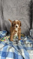 Lily, a female Cavapoo for sale in Sugarcreek, OH – Photo 3 of 5