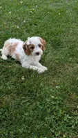 Bo, a male Cavapoo for sale in Sugarcreek, OH – 6 of 8