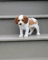 Princess , a female Cavapoo for sale in Sugarcreek, OH – 2 of 6