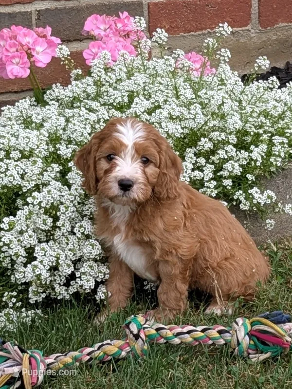 Charlie  – Cavapoo puppy for sale in Sugarcreek, OH