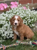 Charlie , a male Cavapoo for sale in Sugarcreek, OH – 1 of 6