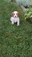 Cooper , a male Cavapoo for sale in Sugarcreek, OH – 6 of 6