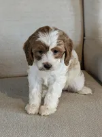 Bella , a female Cavapoo for sale in Sugarcreek, OH – 4 of 8