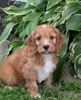 Cody , a male Cavapoo for sale in Sugarcreek, OH – 4 of 6