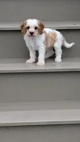 Cocoa, a female Cavapoo for sale in Sugarcreek, OH – 2 of 4