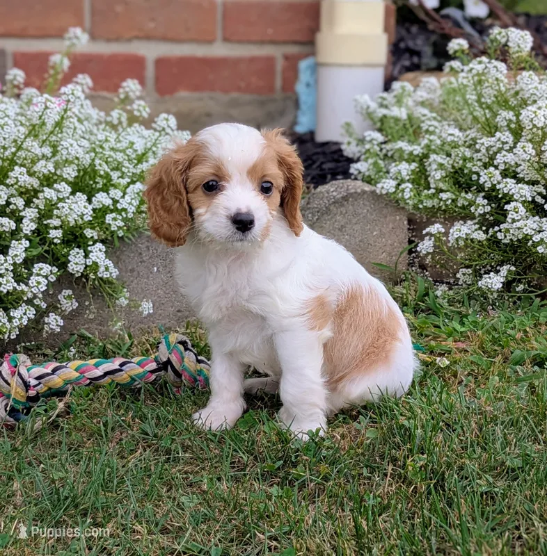 Prince  – Cavapoo puppy for sale in Sugarcreek, OH