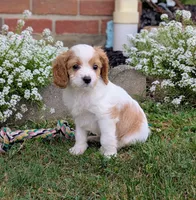 Prince , a male Cavapoo for sale in Sugarcreek, OH – 1 of 6
