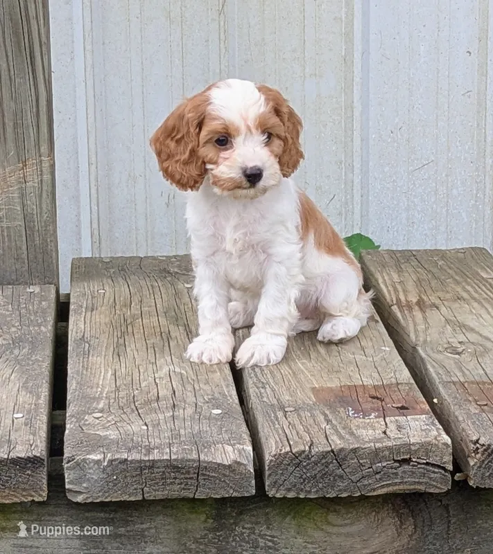 Princess  – Cavapoo puppy for sale in Sugarcreek, OH