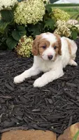 Benji, a male Cavapoo for sale in Sugarcreek, OH – 3 of 8