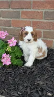 Bobby , a male Cavapoo for sale in Sugarcreek, OH – 4 of 8
