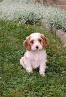 Cooper , a male Cavapoo for sale in Sugarcreek, OH – 3 of 6