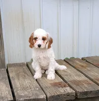 Chloe , a female Cavapoo for sale in Sugarcreek, OH – 3 of 6